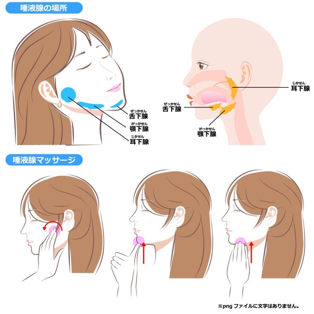 唾液腺の場所とマッサージ方法