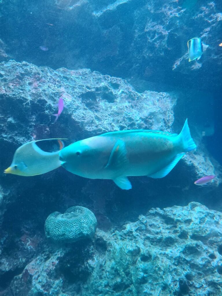 アクアパーク品川の水槽