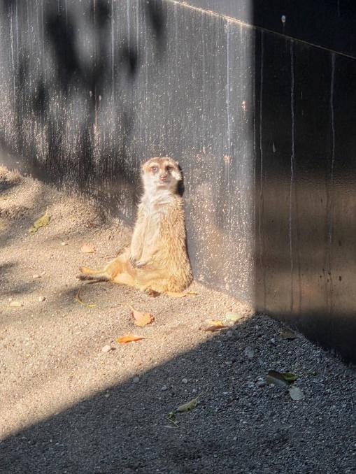 上野動物園の動物