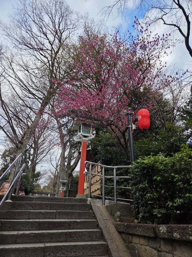梅が咲いた風景