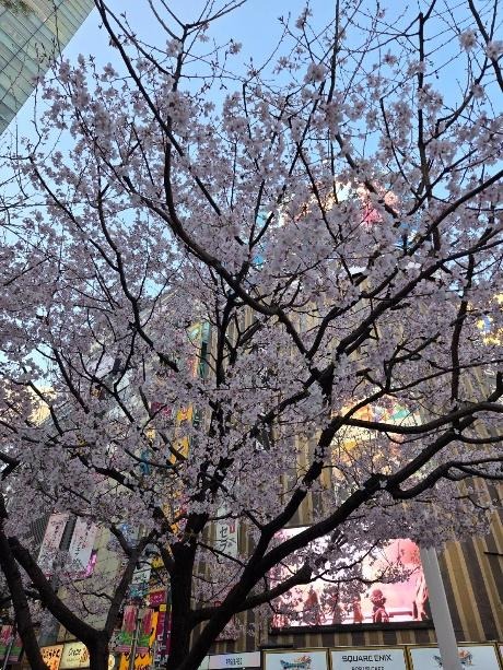 満開の桜